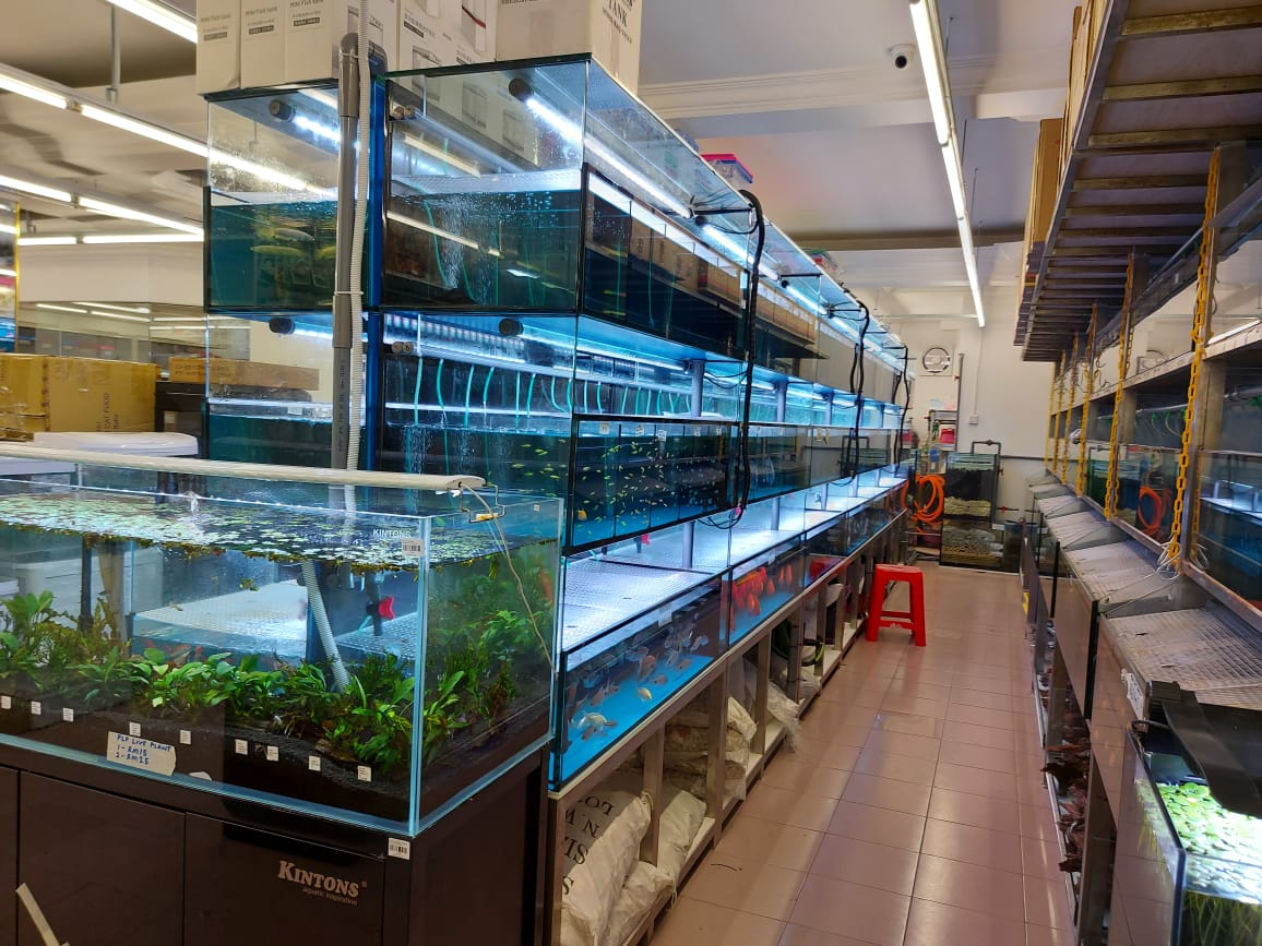 Rows of aquarium tanks with live fish inside the shop